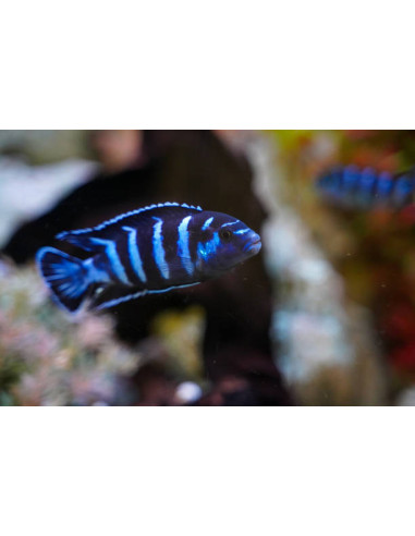PSEUDOTROPHEUS DEMASONI M