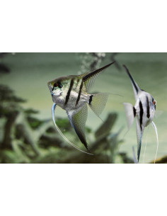 PTEROPHYLLUM SCALARE AMAZONE XL