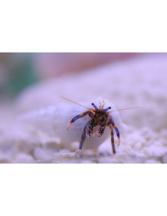 CLIBANARIUS TRICOLOR