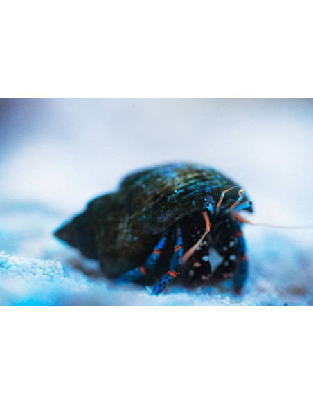 CLIBANARIUS TRICOLOR