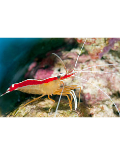 LYSMATA AMBOINENSIS taille s