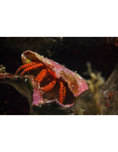 CILIOPAGURUS STRIGATUS