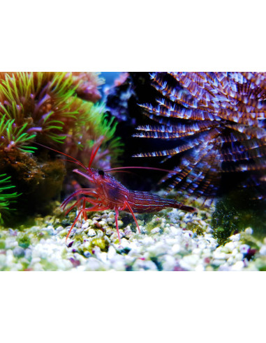Lysmata wurdemani mangeuses d’aiptasia