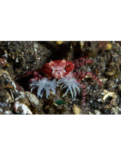 LYBIA TESSELATA