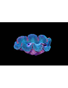 TRIDACNA MAXIMA blue (5cm)