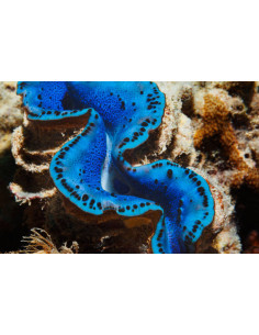 TRIDACNA MAXIMA blue (5cm)