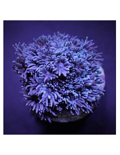GONIOPORA SP BLUE
