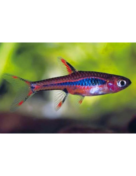 BORARAS BRIGITTAE red chilli