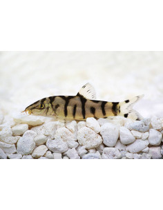 BOTIA LOHACHATA