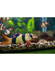 CHROMOBOTIA MACRACANTHUS