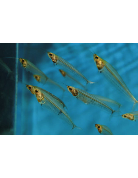 KRYPTOPTERUS BICIRRHIS