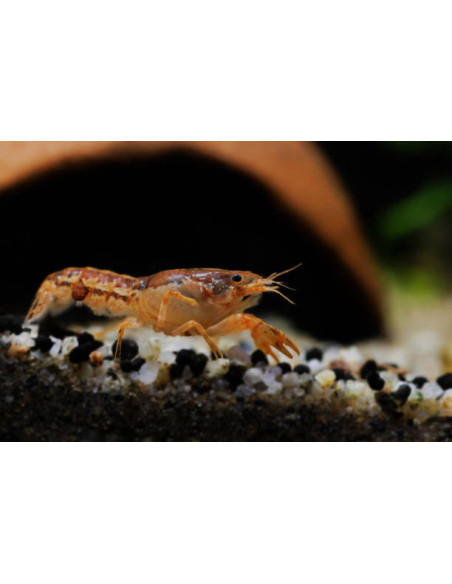 CAMBARELLUS PATZCUARENSIS ORANGE