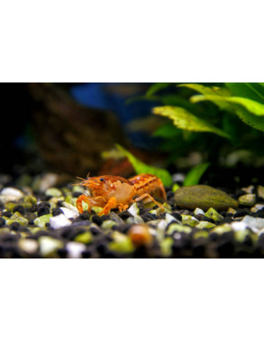 CAMBARELLUS PATZCUARENSIS ORANGE