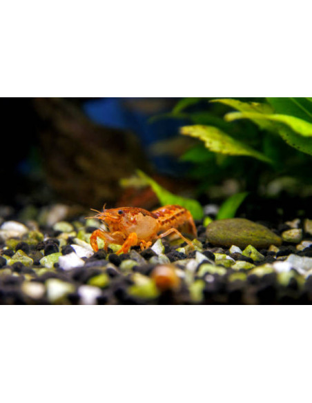CAMBARELLUS PATZCUARENSIS ORANGE