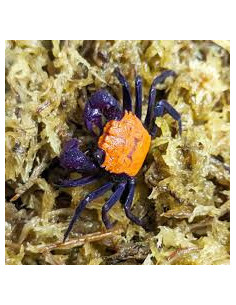 GEOSESARMA ARISTOCRATENSIS MALE