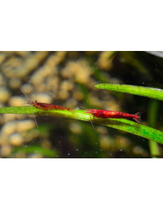 NEOCARIDINA sakura super red