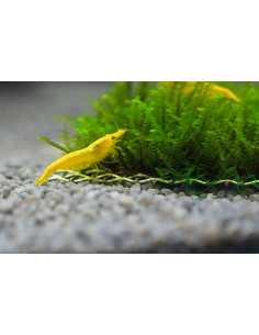 NEOCARIDINA HETEROPODA GEEL