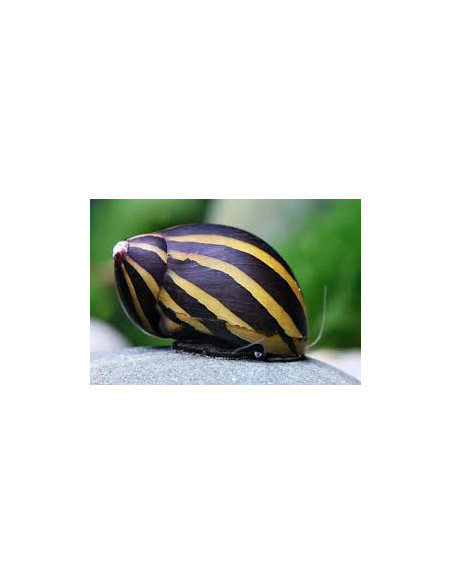 NERITINA ZEBRA