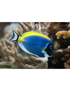 ACANTHURUS LEUCOSTERNON