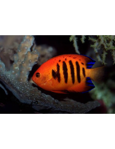 CENTROPYGE LORICULUS