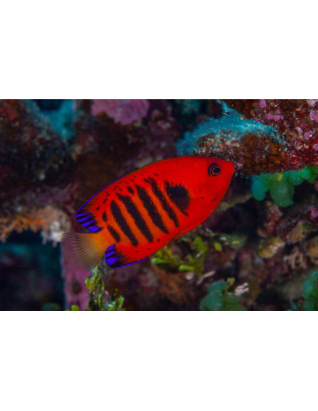 CENTROPYGE LORICULUS