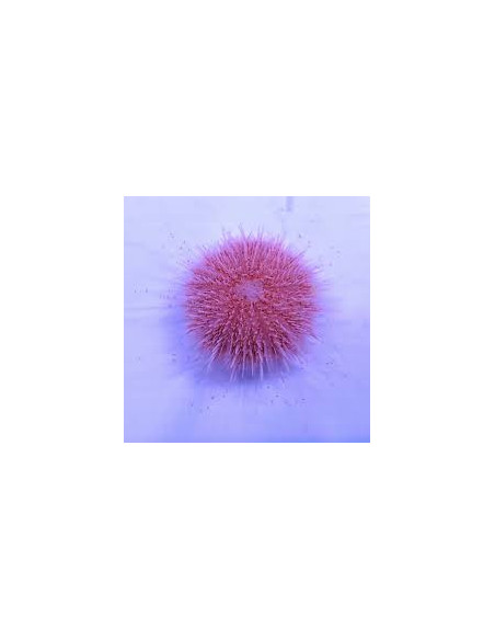 SALMACIS PINK FUNKY