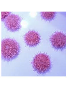SALMACIS PINK FUNKY