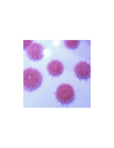 SALMACIS PINK FUNKY