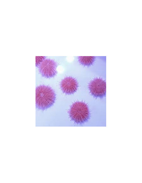 SALMACIS PINK FUNKY
