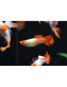 POECILIA RETICULATA MALE KOHAKU