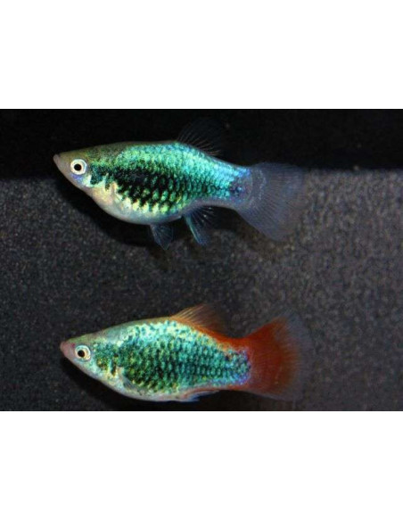 XIPHOPHORUS MACULATUS