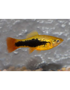 XIPHOPHORUS VARIATUS