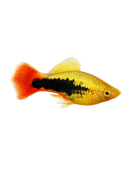 XIPHOPHORUS VARIATUS