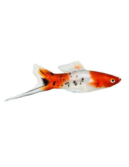 XIPHOPHORUS HELLERI SELECTION