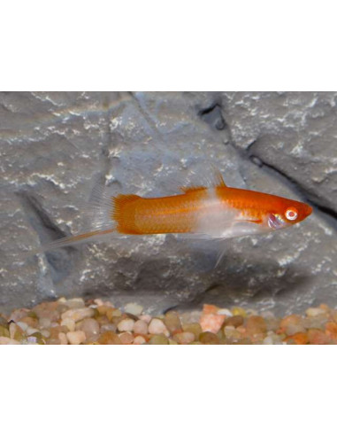 XIPHOPHORUS HELLERI SELECTION