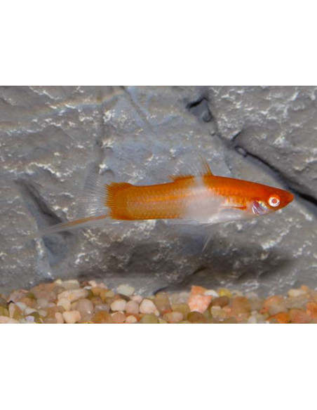 XIPHOPHORUS HELLERI SELECTION