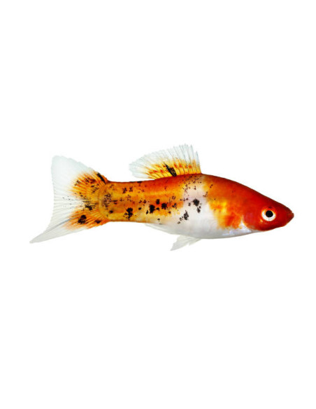 XIPHOPHORUS HELLERI SELECTION