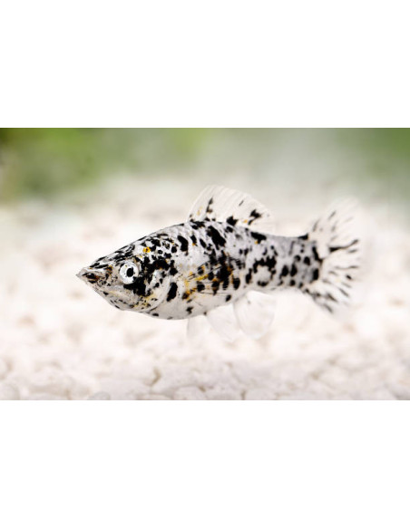 POECILIA SHENOPS MIX