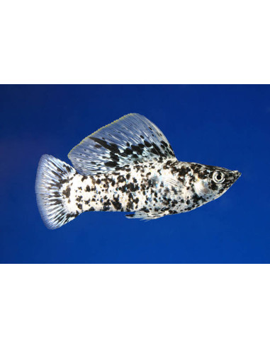 POECILIA SHENOPS MIX