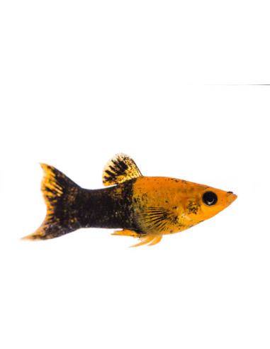 POECILIA SHENOPS MIX