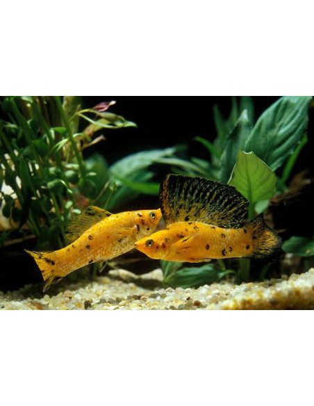 POECILIA SHENOPS MIX