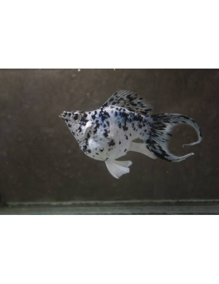 POECILIA SHENOPS BALLOON