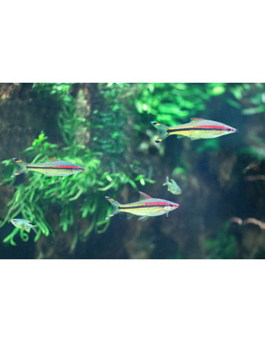 SAHYADRIA DENISONII