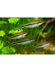 SAHYADRIA DENISONII