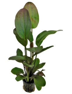 ECHINODORUS SPP