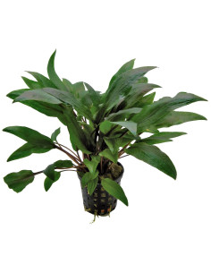 CRYPTOCORYNE SPP