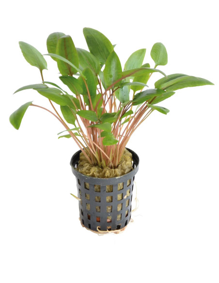 CRYPTOCORYNE SPP
