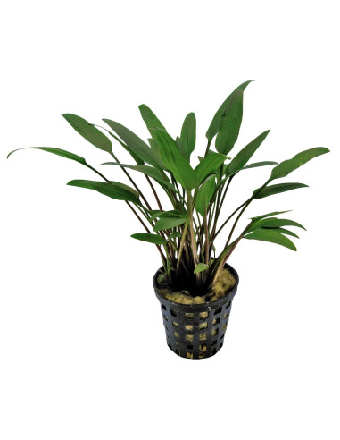 CRYPTOCORYNE SPP