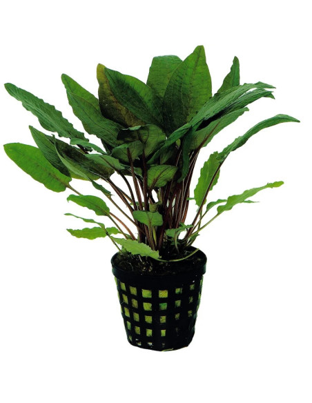CRYPTOCORYNE SPP