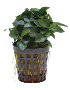 ANUBIAS SPP